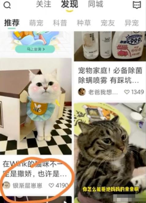 拍宠物照+闲鱼币回收项目,无任何难度,小白也能做!