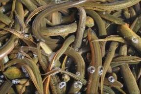 养殖项目有哪些,十大高收益养殖项目推荐分享