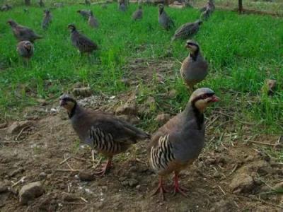 养殖项目有哪些,十大高收益养殖项目推荐分享