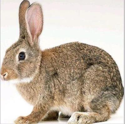 养殖项目有哪些,十大高收益养殖项目推荐分享