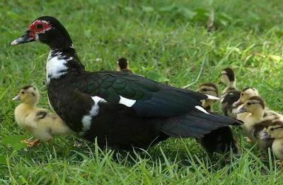 养殖项目有哪些,十大高收益养殖项目推荐分享