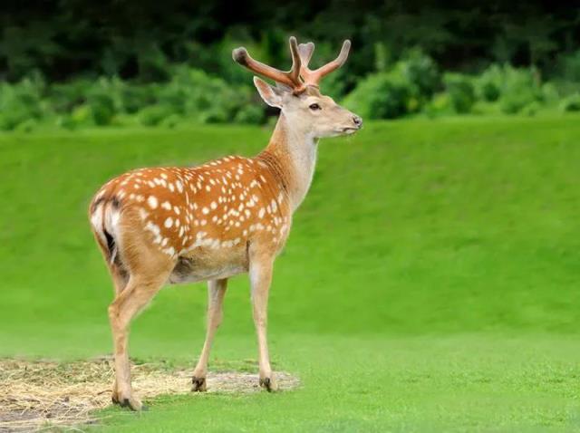 养殖项目有哪些,十大高收益养殖项目推荐分享
