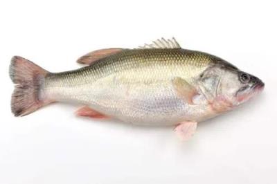 养殖项目有哪些,十大高收益养殖项目推荐分享