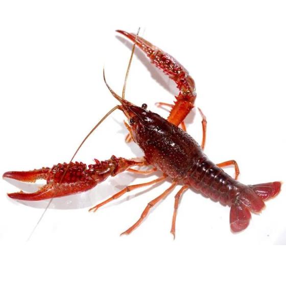 养殖项目有哪些,十大高收益养殖项目推荐分享