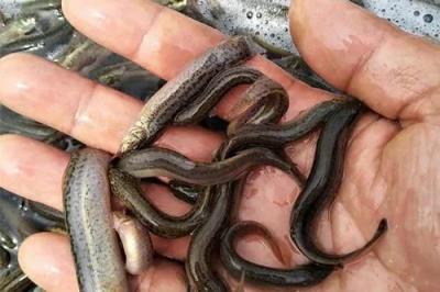 养殖项目有哪些,十大高收益养殖项目推荐分享