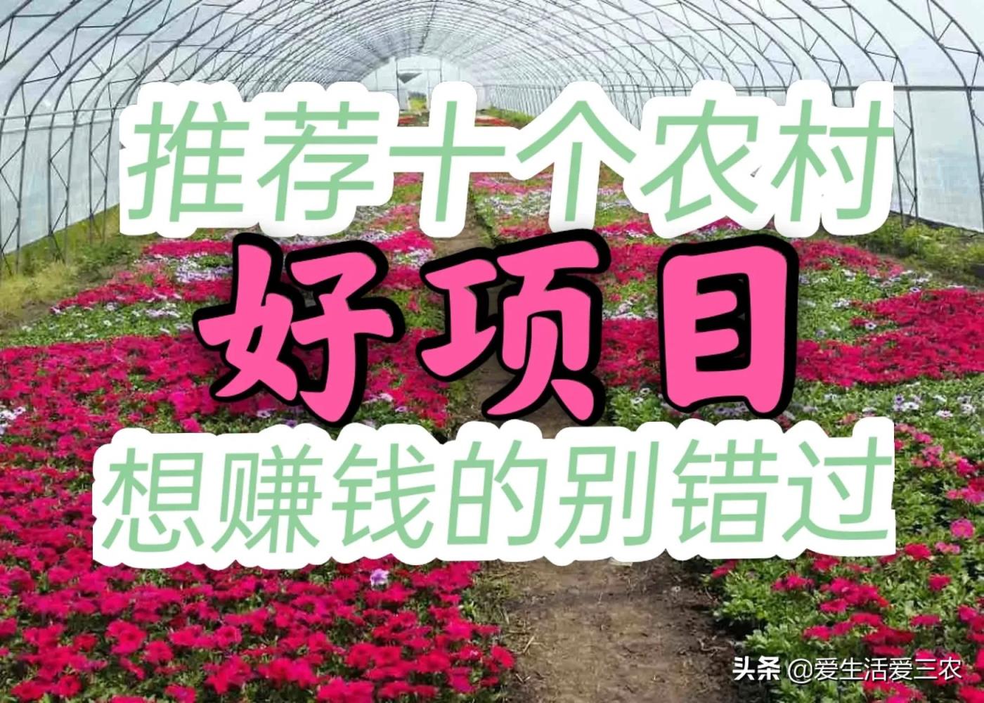 农村创业项目有哪些,适合在农村创业干啥最赚钱的项目