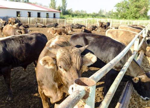 农村投资办厂好项目有哪些(2023年适合在农村办厂的项目)