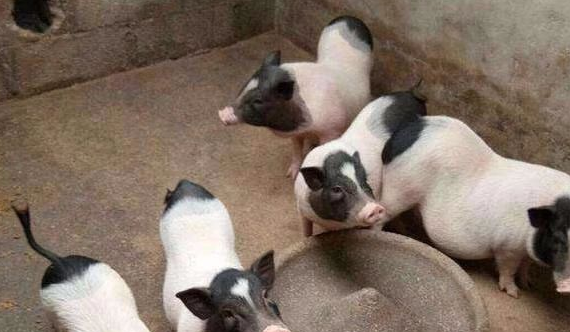 2023年农村创业养殖什么最赚钱