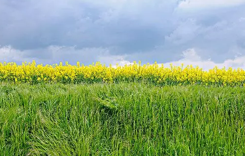 农村种植什么前景好,农民创业不知道种什么好?