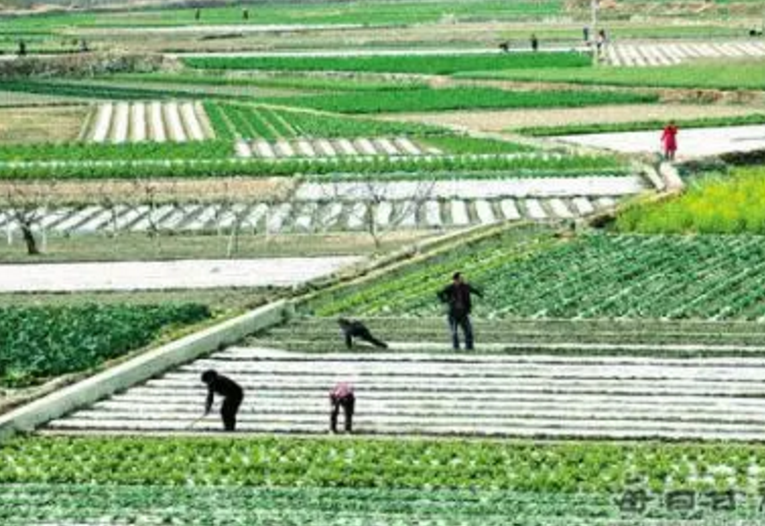 马云看好农村养殖干什么赚钱?盘点5个农村创业好项目