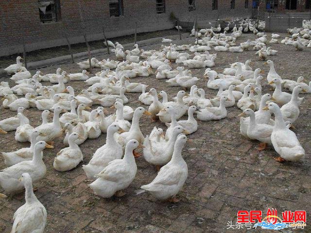 适合农村创业的项目,什么东西最不值钱?