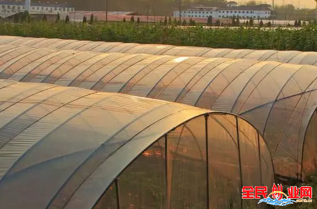 农村创业还在为不知道干什么发愁?看看这些项目,带你致富!