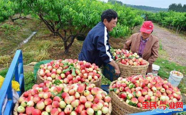 农村不起眼却很赚钱的生意有什么商机好项目做生意好致富?