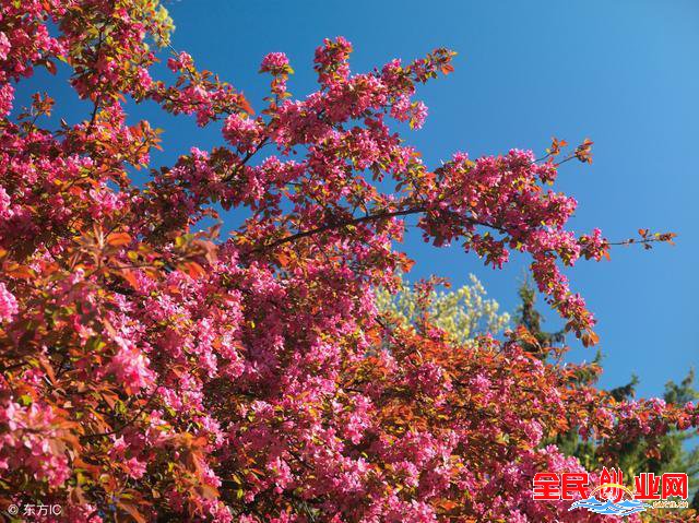 农民创业赚钱在农村种植什么前景好,现在种植什么比较赚钱?