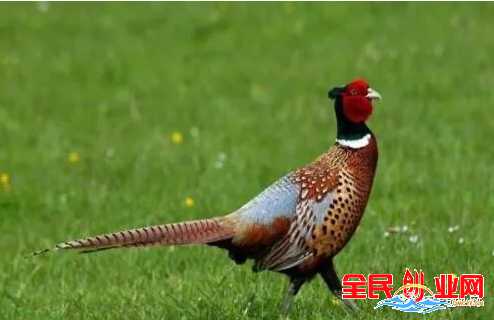 回农村创业做什么好?这几个项目有钱途!