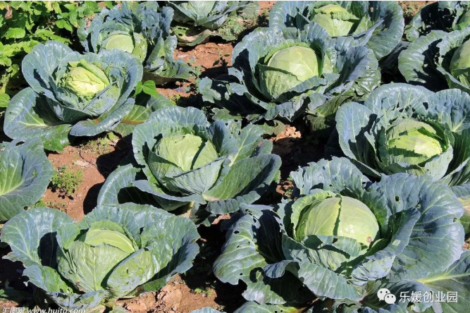 适合百姓的冷门项目,这几个小生意很受欢迎!