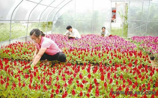 未来10年农村的暴利行业小生意有哪些?