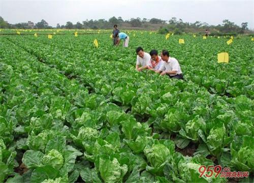 2023农村十大暴利行业项目,农村暴利投资项目有哪些?