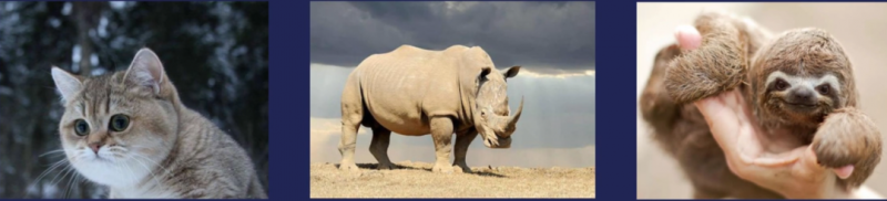 动物纪录片中视频+小程序推广项目,0粉丝0门槛就能入门,思路分享与你!