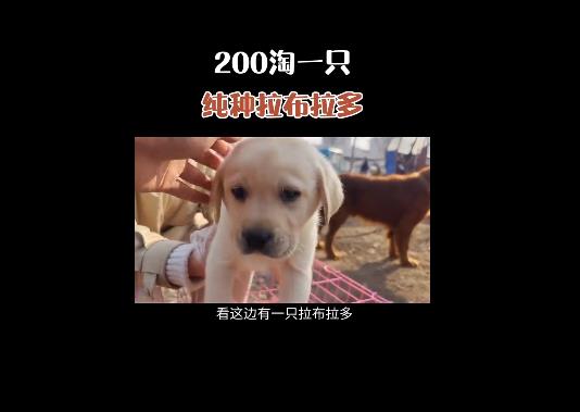 抖音快手卖猫狗,0门槛,月销30万!