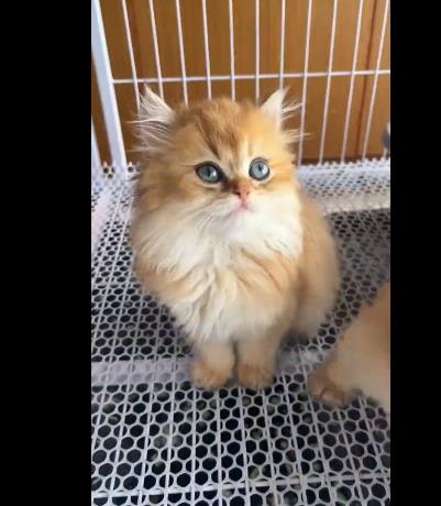 抖音快手卖猫狗,0门槛,月销30万!