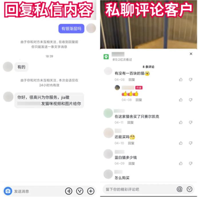 抖音快手卖猫狗,0门槛,月销30万!