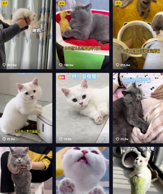 副业拍猫视频一公一母,日赚上万,人人可操作