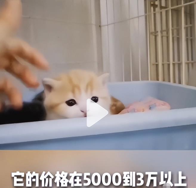 副业拍猫视频一公一母,日赚上万,人人可操作