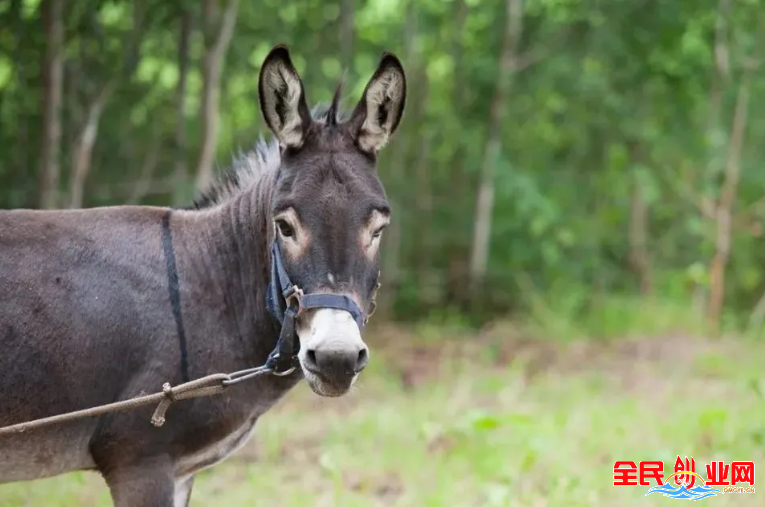 10个不起眼月入2万的小生意，2023年最新适合农村的创业好项目