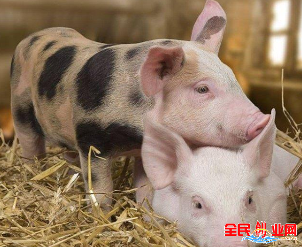 农村做什么生意赚钱 2023年在农村干什么挣钱可投资小生意推荐5个