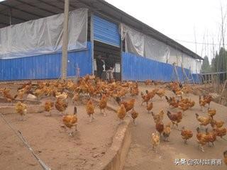 十大暴利养殖业（2023年农村养什么最赚钱的13个项目）