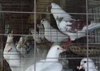 十大暴利养殖业（2023年农村养什么最赚钱的13个项目）