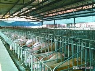 十大暴利养殖业（2023年农村养什么最赚钱的13个项目）