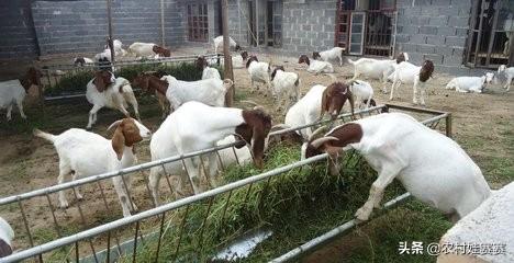 十大暴利养殖业（2023年农村养什么最赚钱的13个项目）