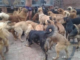 十大暴利养殖业（2023年农村养什么最赚钱的13个项目）