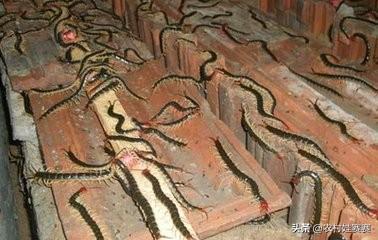 十大暴利养殖业（2023年农村养什么最赚钱的13个项目）