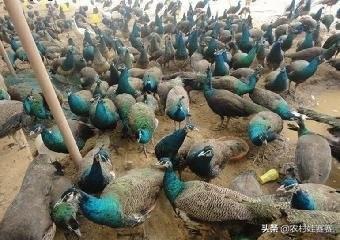 十大暴利养殖业（2023年农村养什么最赚钱的13个项目）