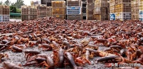 十大暴利养殖业（2023年农村养什么最赚钱的13个项目）