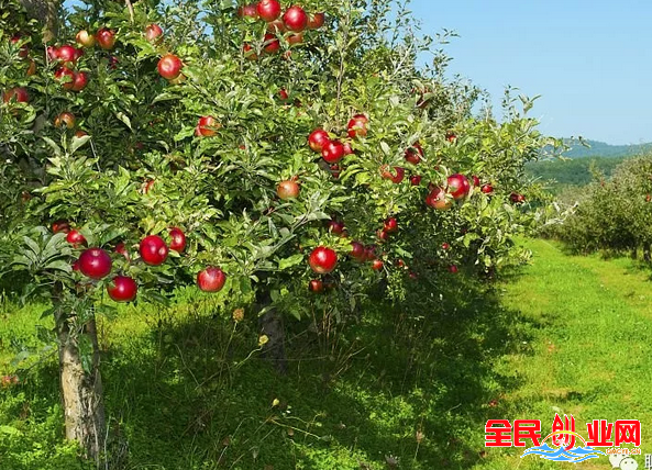 最具发展潜力的5个冷门生意小本创业项目，值得投资！