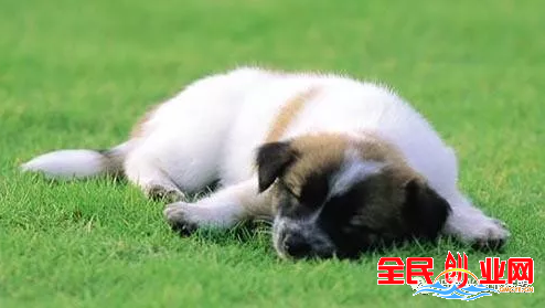 11个农村不起眼的小本商机项目，打工不如创业！