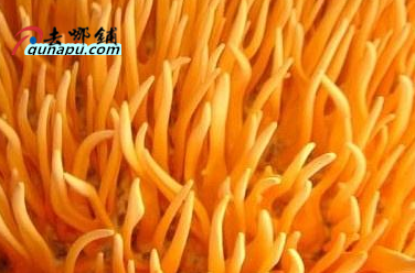 2023年农村种植致富种什么药材赚钱！