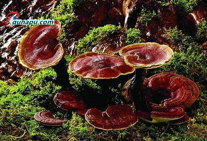 2023年农村种植致富种什么药材赚钱！