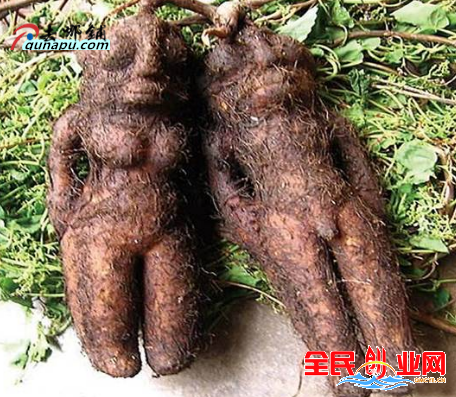 2023年农村种植致富种什么药材赚钱！