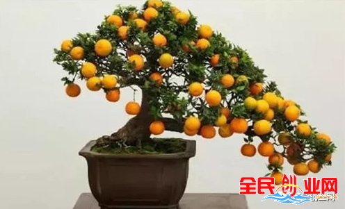 2023年适合在乡村乡镇的五个创业好项目，投资小回本快！