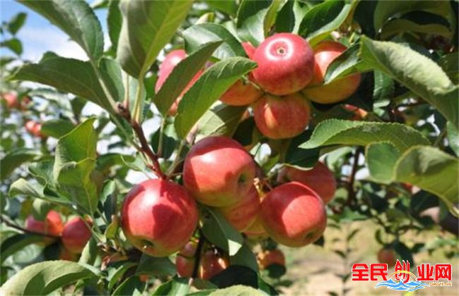 2023年农村乡镇最新创业好项目，抓住机遇必赚钱的项目