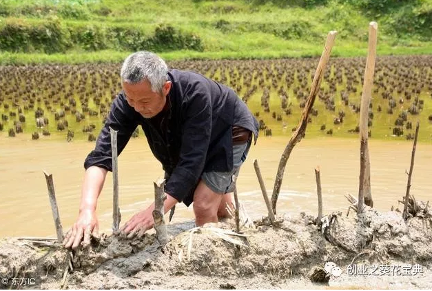 这4个农村赚钱暴利项目，农村项目做好也能赚大钱