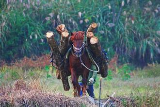 马与兵的管理故事（图）